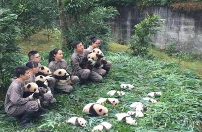 Panda Volunteers at Bifengxia Panda Base