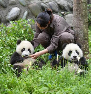 Bifengxia Panda Base Volunteer Program