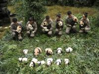 Bifengxia Panda Base Ya'an Sichuan