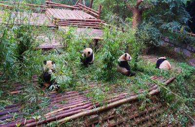 Dujiangyan Pandas