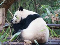 Dujiangyan Panda Base