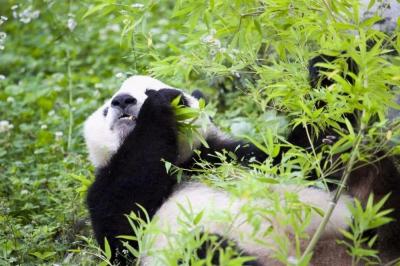 Dujiangyan Panda 