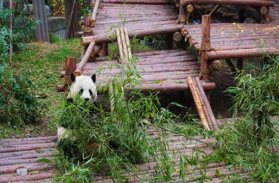 Dujiangyan Panda Base