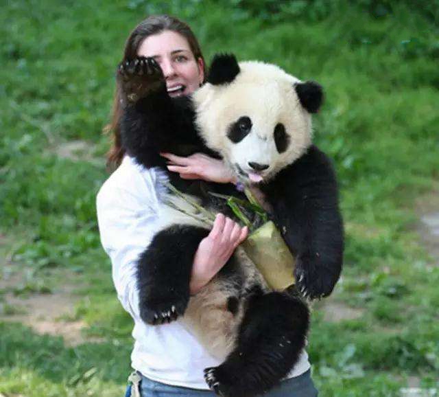 3-day Chengdu & Dujiangyan Base Panda Volunteer Program Tour