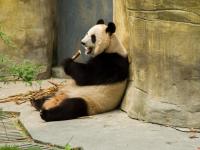 Dujiangyan Panda Base