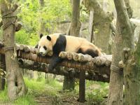 Dujiangyan Panda Base