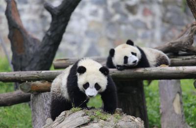 Dujiangyan Panda Base