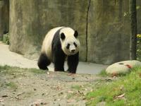 Dujiangyan Panda 