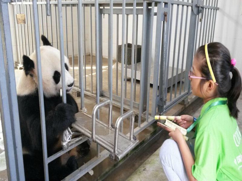 1-day Experience Dujiangyan Panda Base Volunteer Program