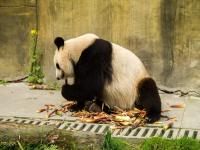 Dujiangyan Panda Base China