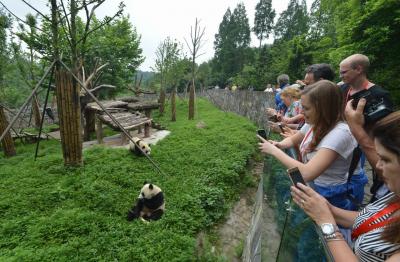 Dujiangyan Panda Base