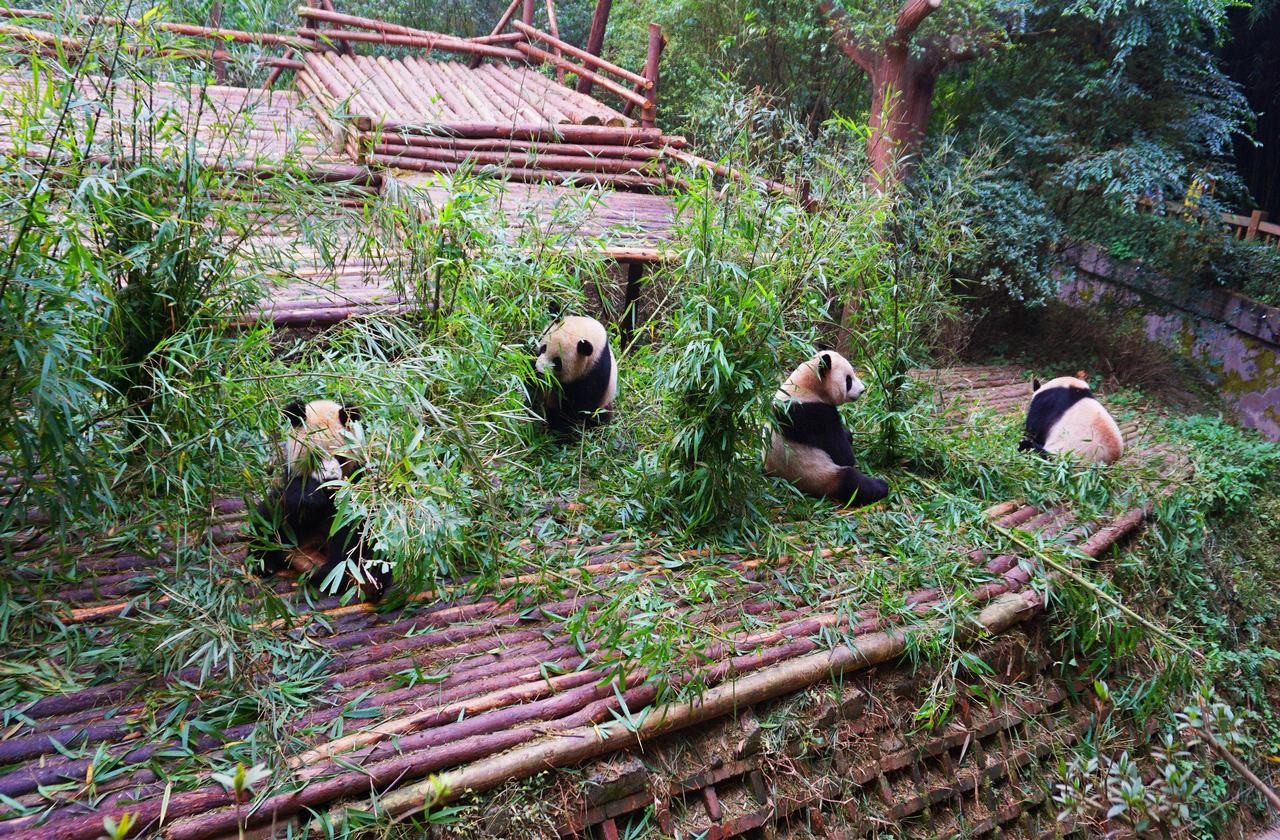 Pandas in Dujiangyan Panda Valley