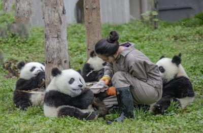 Wolong Shengshuping Panda Base