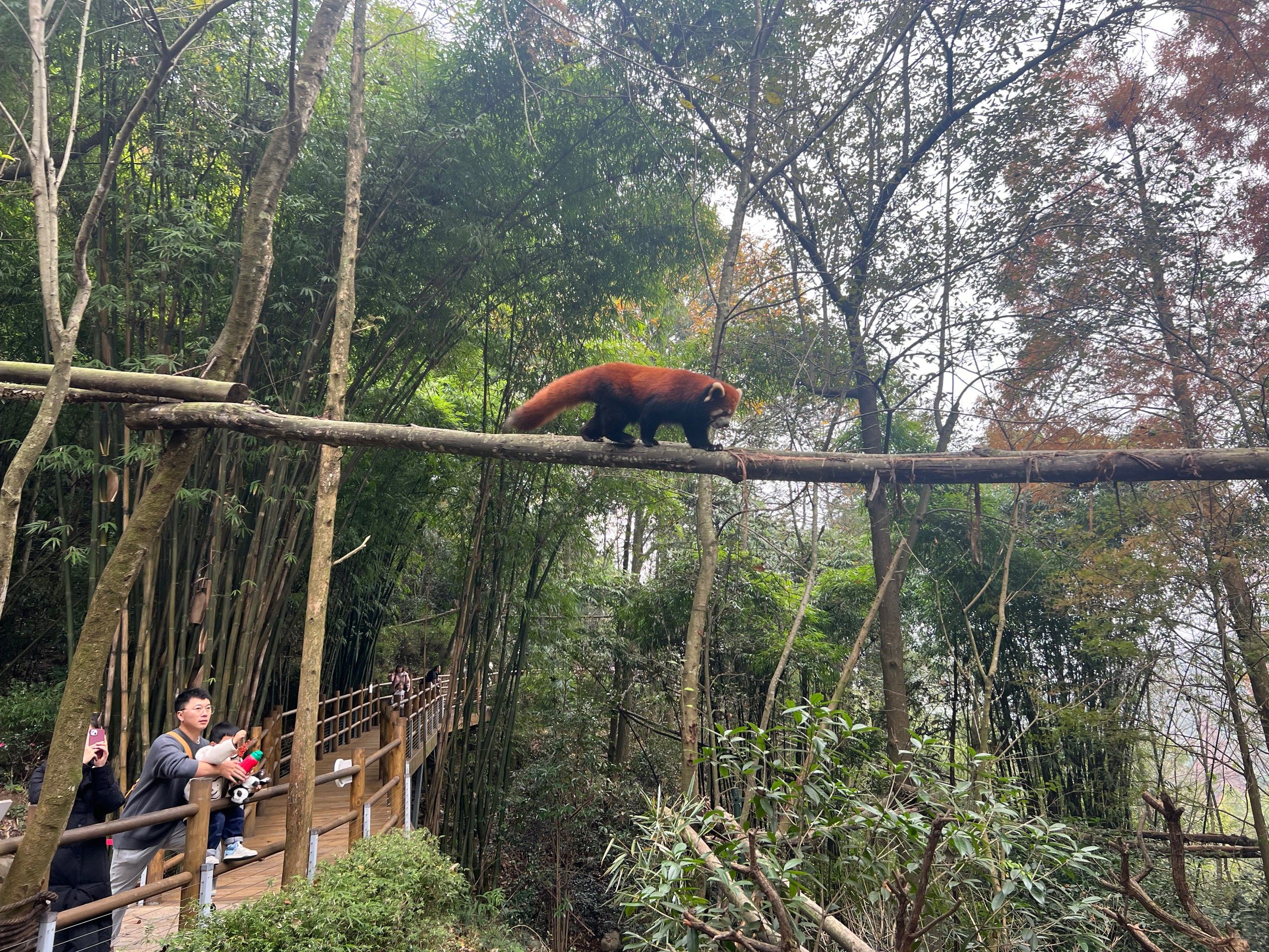 Dujiangyan Panda Valley