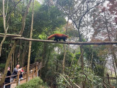 Dujiangyan Panda Valley