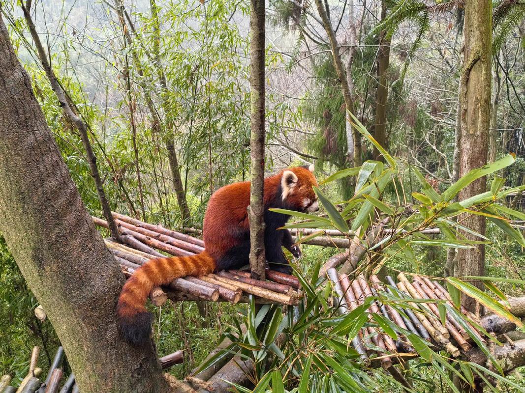 Dujiangyan Panda Valley