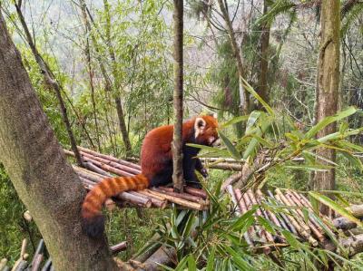 Dujiangyan Panda Valley