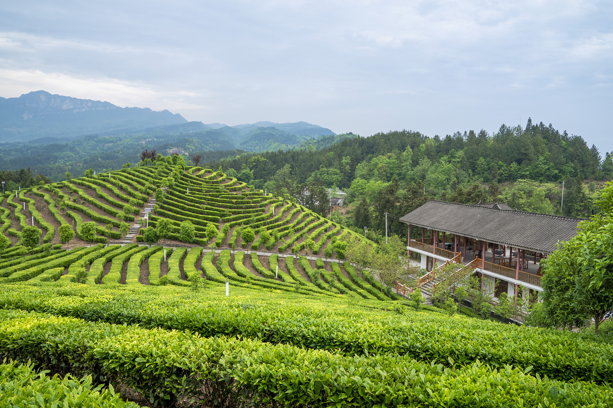 Mount Mengding - tea plantation