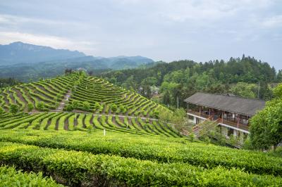 Mount Mengding - tea plantation