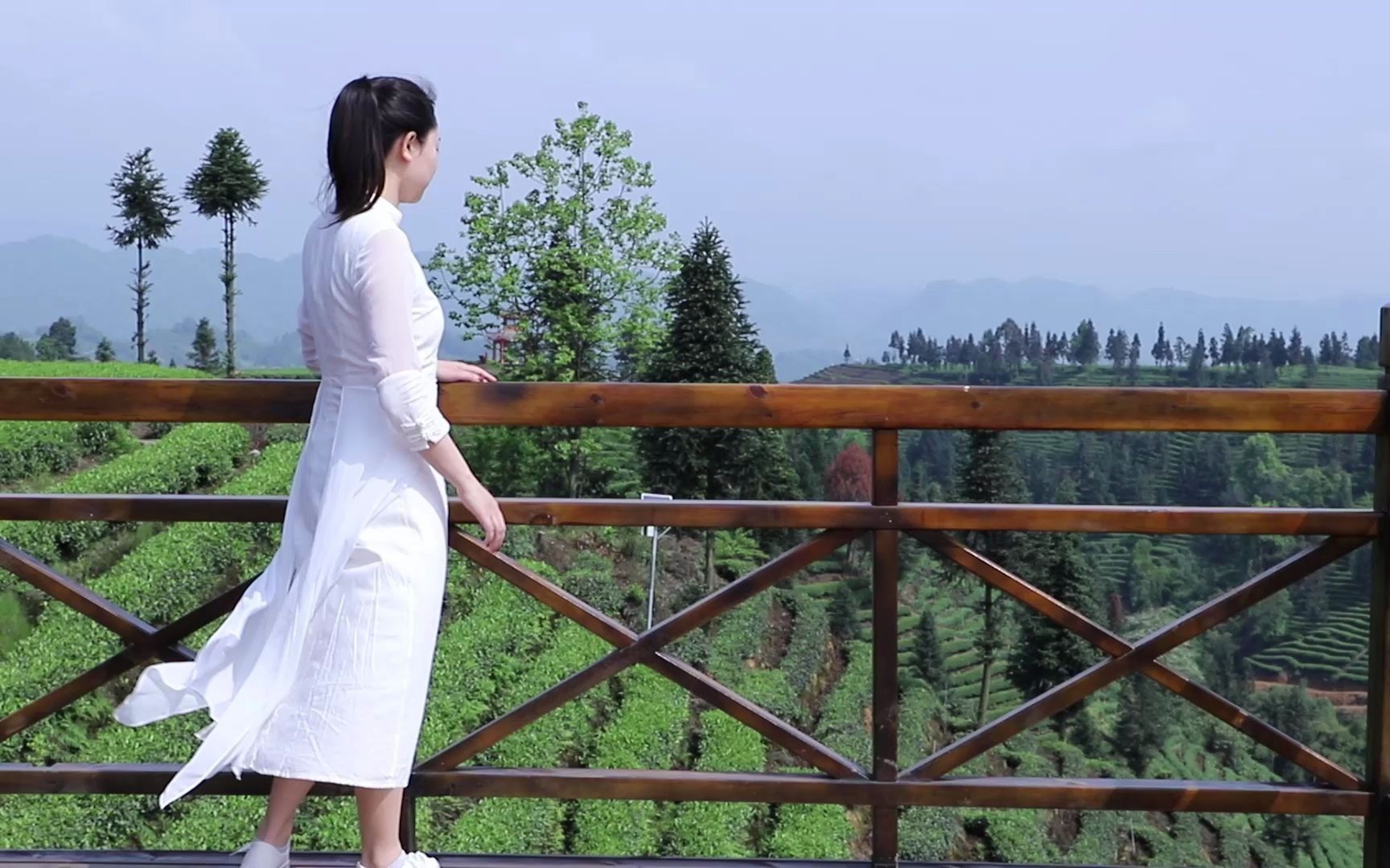 Niunianping Ecological Tea Plantation 