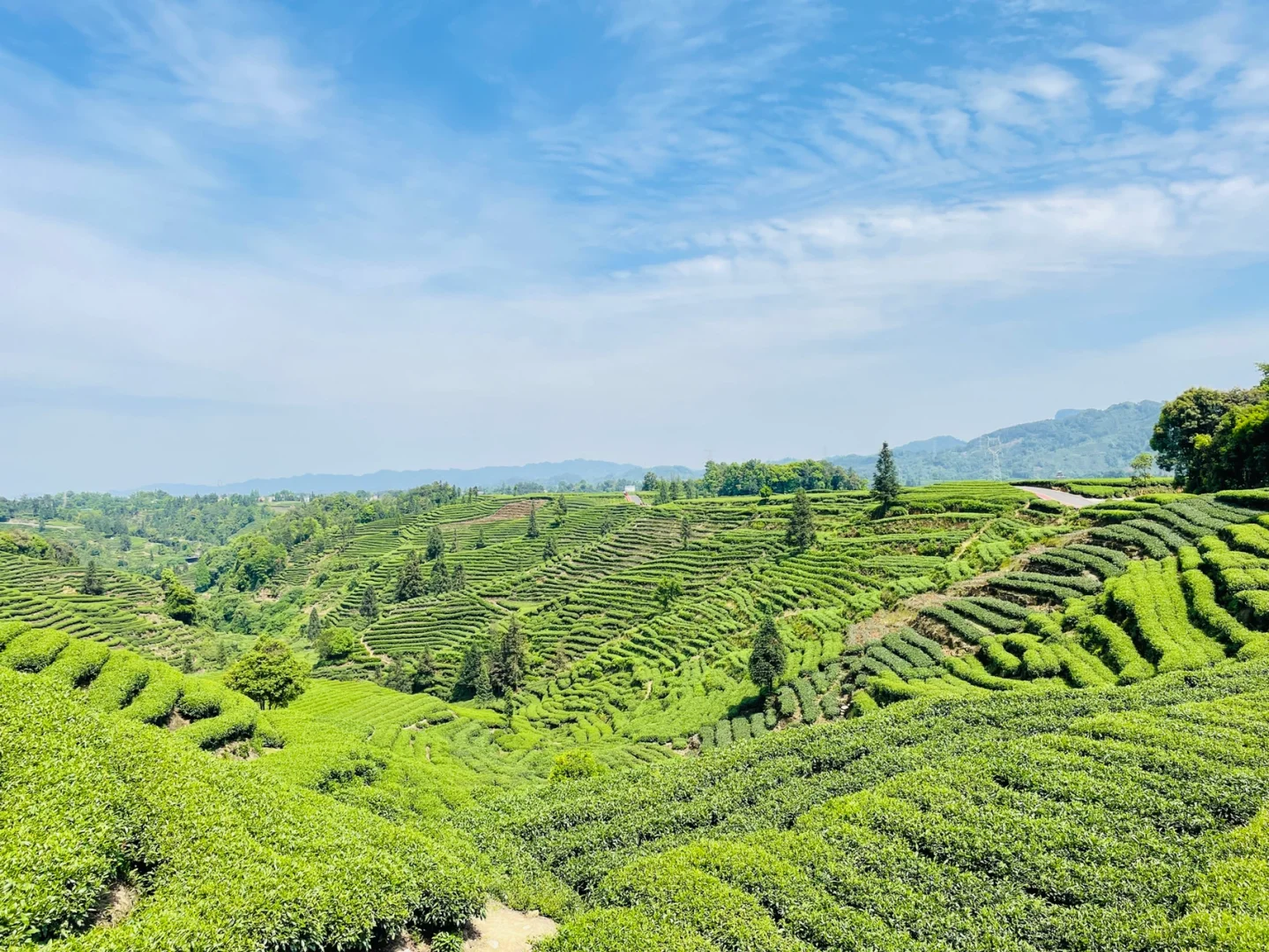 Niunianping Ecological Tea Plantation 