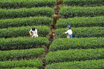 Niunianping Ecological Tea Plantation - tea picking 