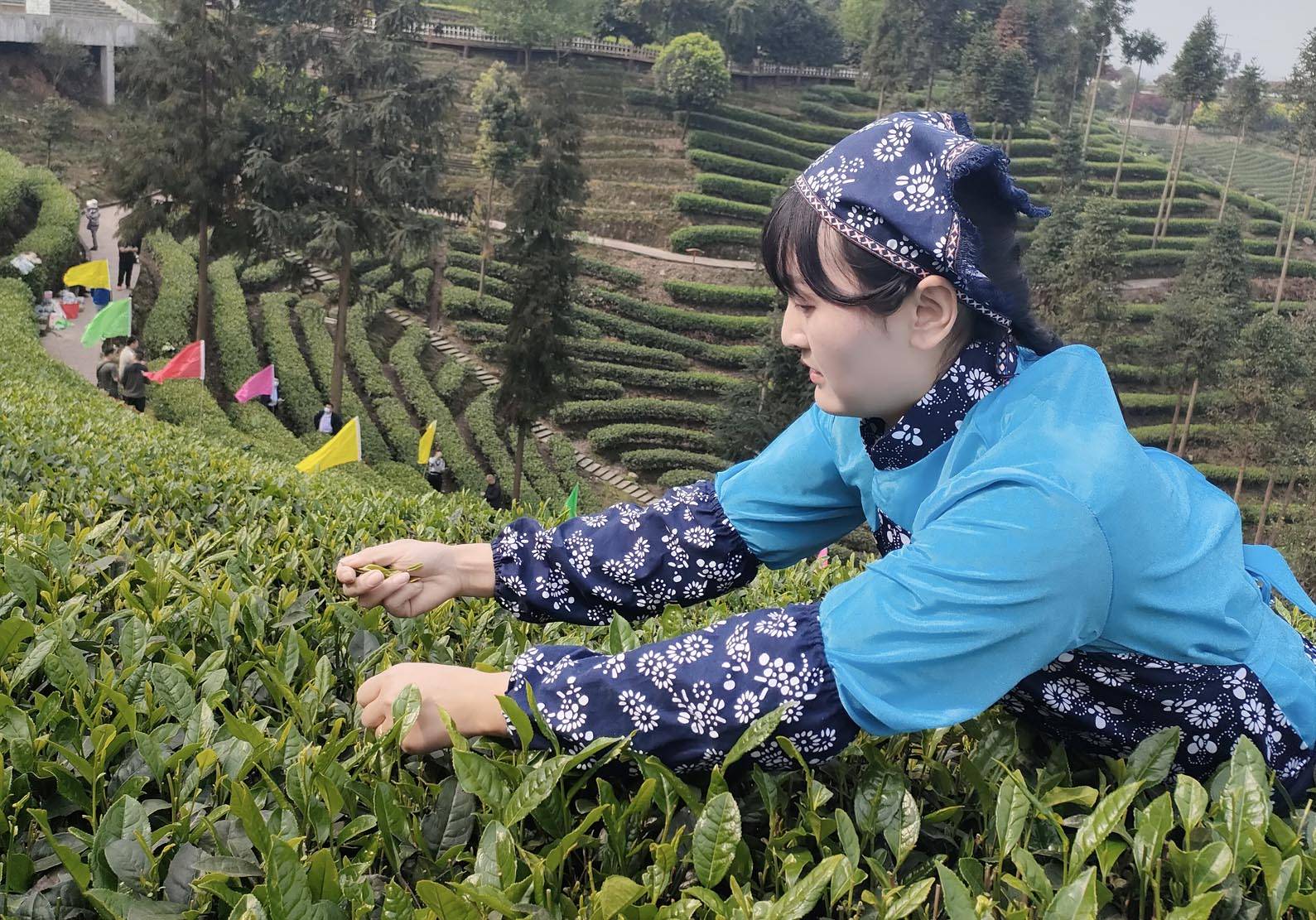 Niunianping - tea picking experience