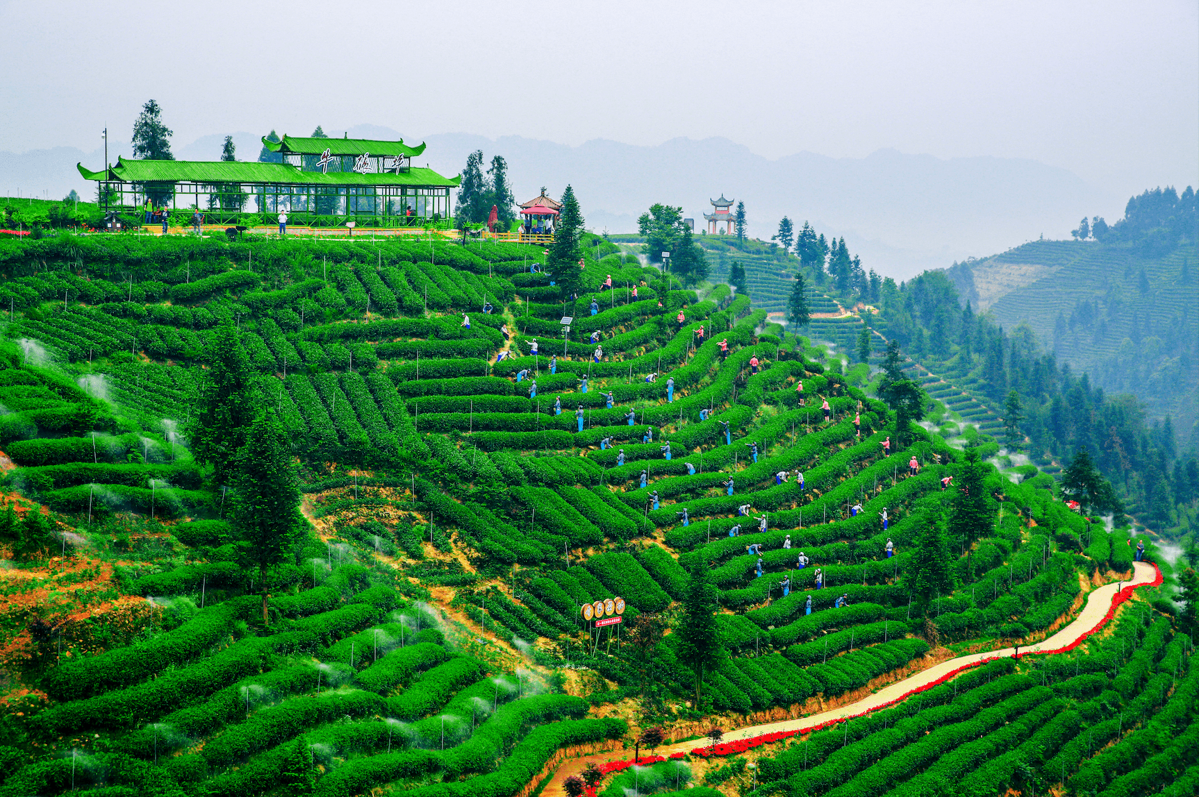 Niunianping Ecological Tea Plantation 