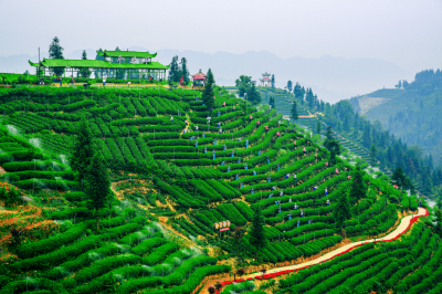 Niunianping Ecological Tea Plantation 
