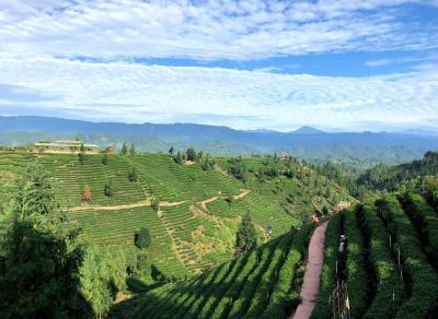 Niunianping Ecological Tea Plantation 