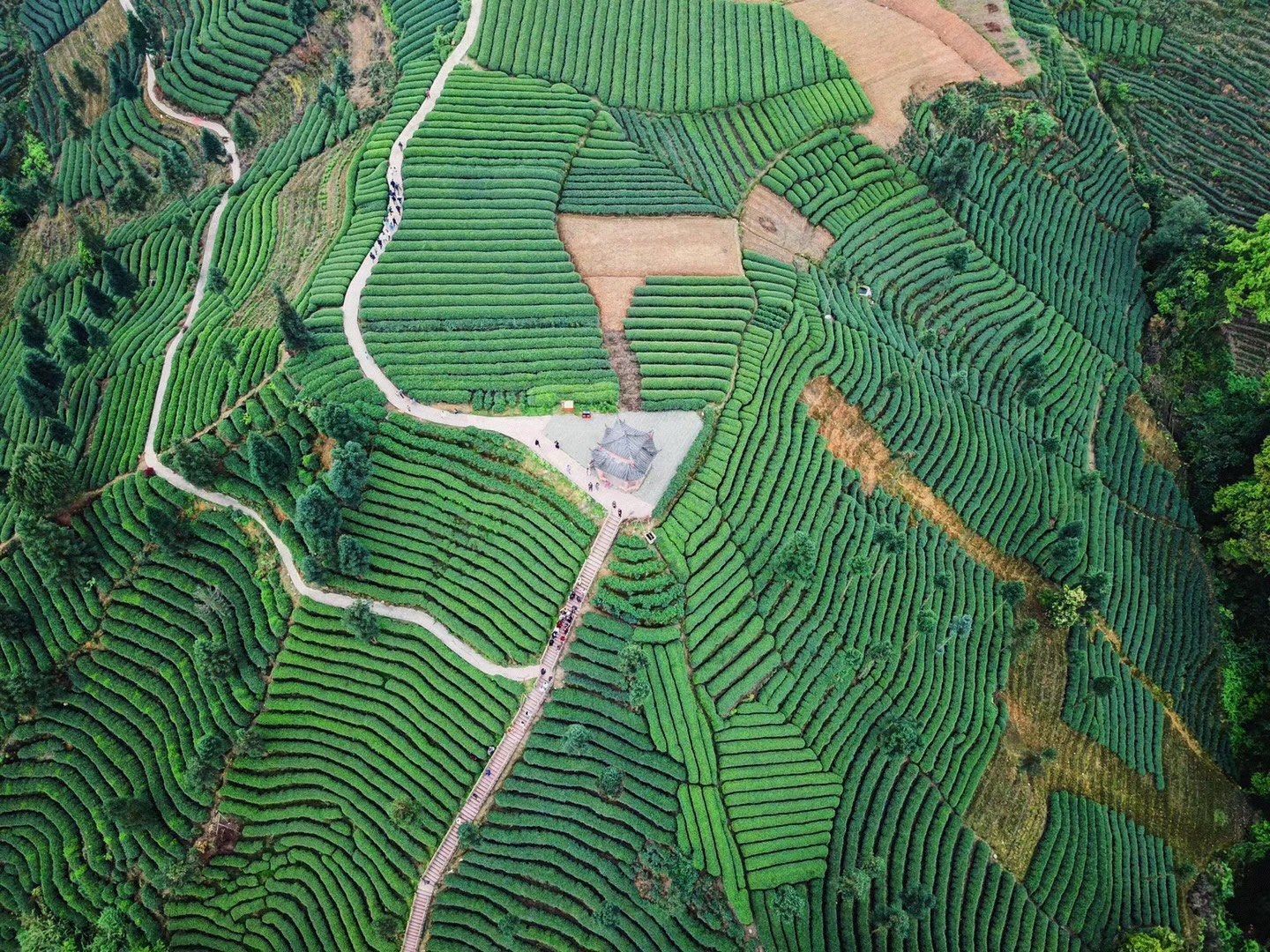 Niunianping Ecological Tea Plantation 