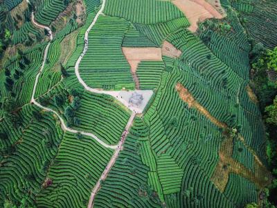 Niunianping Ecological Tea Plantation 