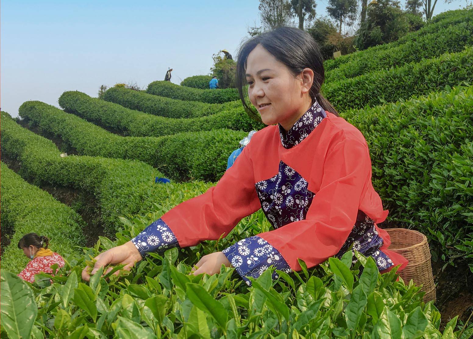 Niunianping Ecological Tea Plantation 