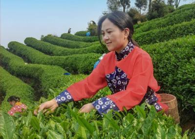 Niunianping Ecological Tea Plantation 
