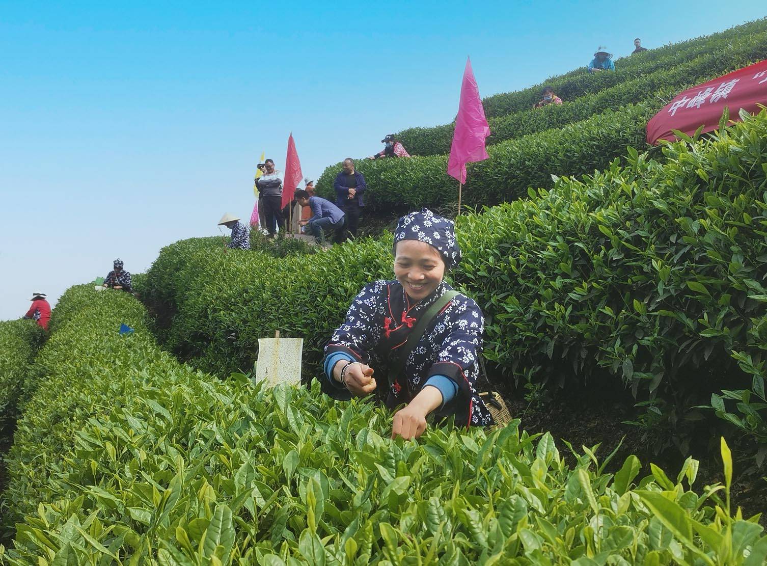 Niunianping Ecological Tea Plantation 
