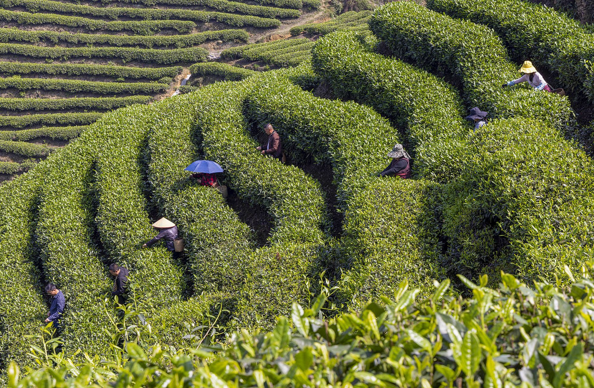 Ya'an Niunianping Ecological Tea Plantation 