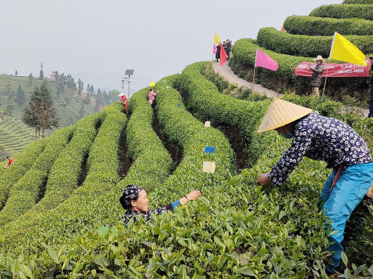 Niunianping Ecological Tea Plantation 