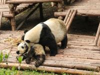Chengdu Research Base of Giant Panda Breeding