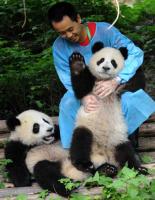 Volunteer at Chengdu Panda Base