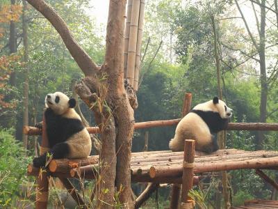 Chengdu Research Base of Giant Panda Breeding