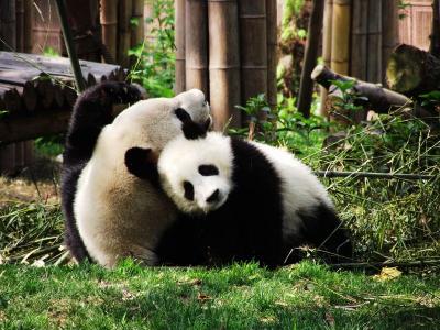 Chengdu Research Base of Giant Panda Breeding