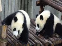 Chengdu Research Base of Giant Panda Breeding