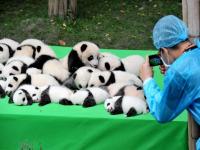 Chengdu Pandas