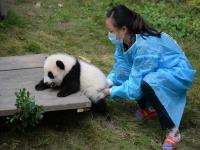 Chengdu Research Base of Giant Panda Breeding