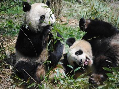 Chengdu Research Base of Giant Panda Breeding