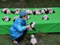 Chengdu Research Base of Giant Panda Breeding
