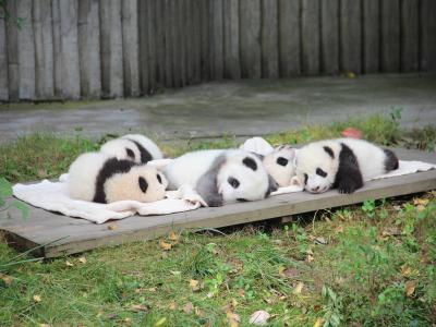 Chengdu Research Base of Giant Panda Breeding