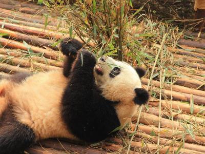 Chengdu Research Base of Giant Panda Breeding