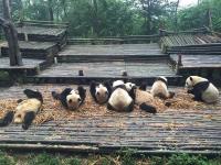 Chengdu Research Base of Giant Panda Breeding