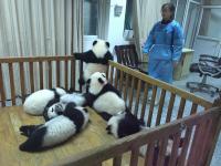 Panda Base in Chengdu